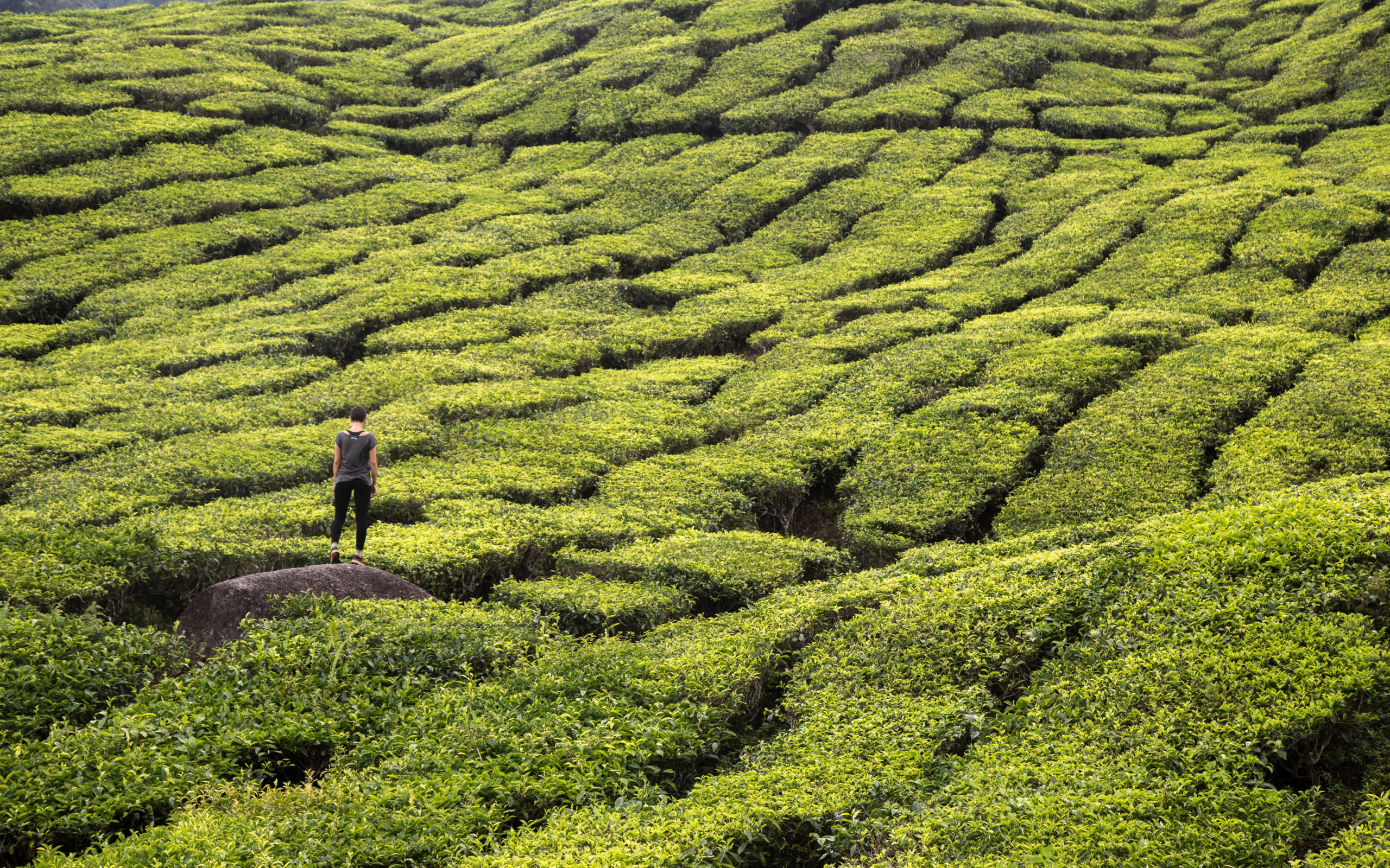 plantações de chá em cameron highlands