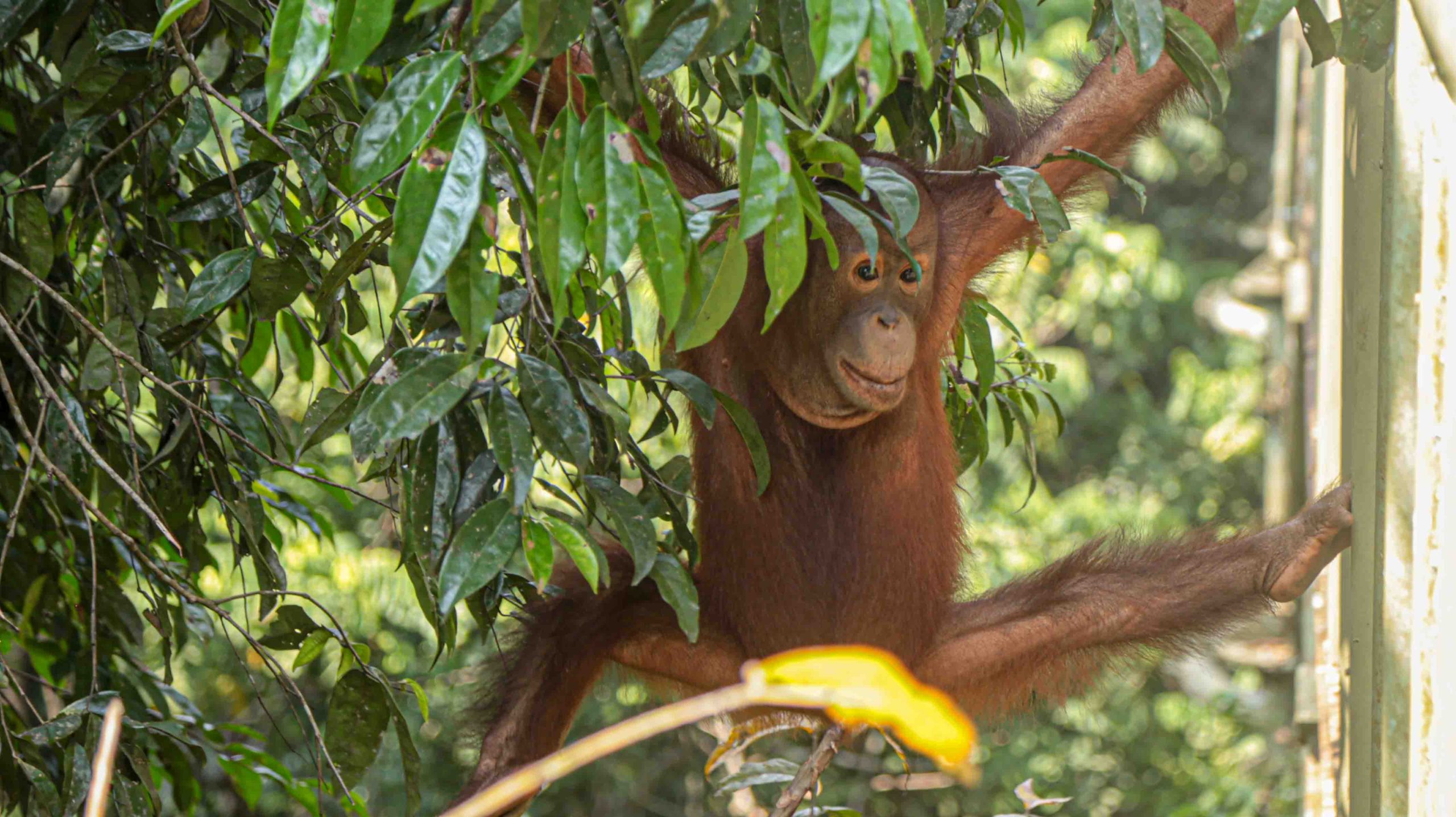 orangotango pendurado em uma árvore