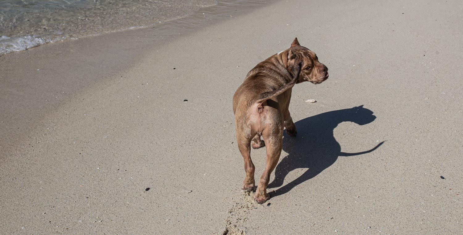 um cachorro, bennys, caminhando na praia em koh lipe