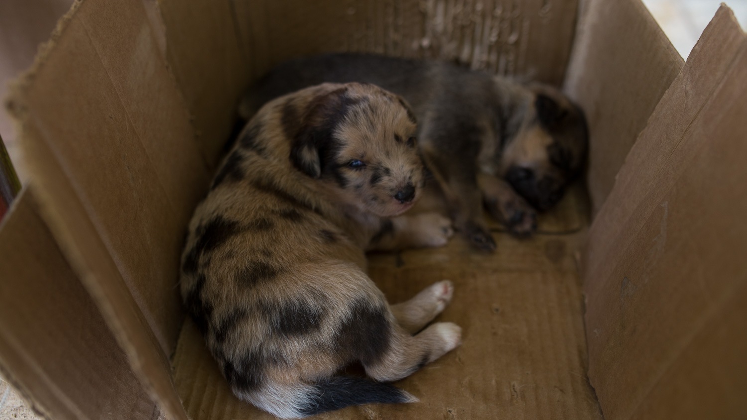 filhotes de cachorrinho